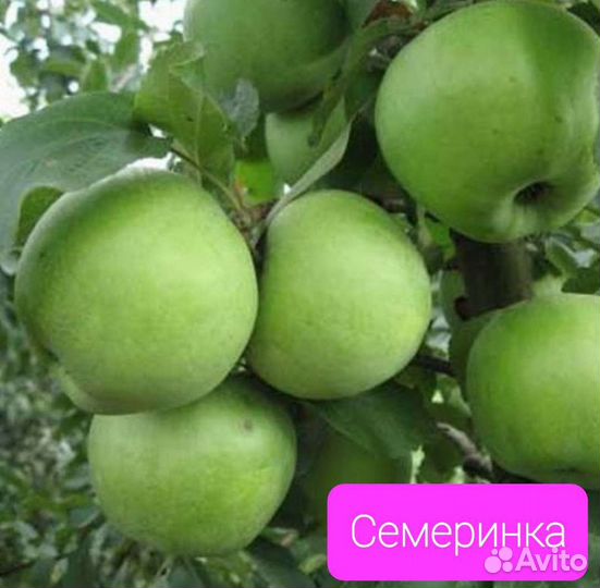 Продам саженцы яблонь 2-3летки