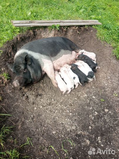 Поросята вьетнамские легченые. Козы