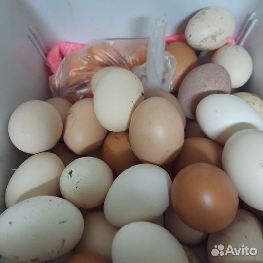 Домашние куриные яйца