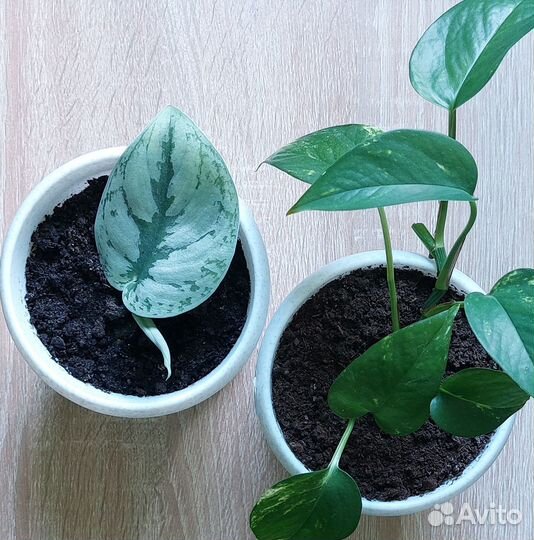 Продам сциндапсус эпипренум
