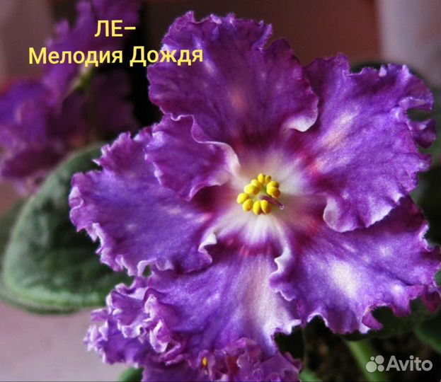 Детки сортовых фиалок