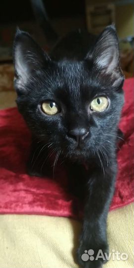 Котик, 4 месяца