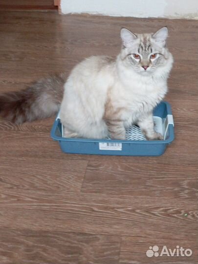Лоток для кошек