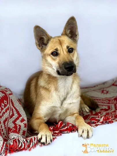 Небольшая собака, девочка, вес 14 кг