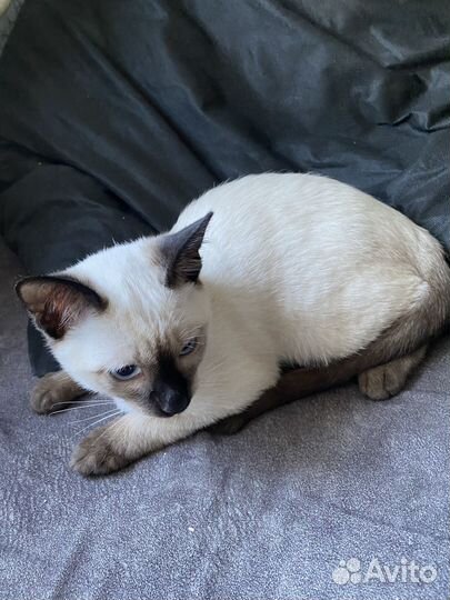Тайские котята