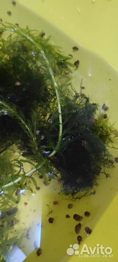 Отдаем бесплатно улитки и растения