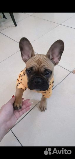 Кофточка для собак и кошек