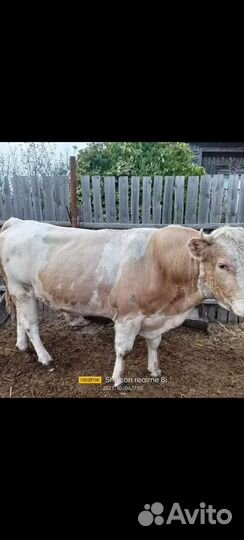 Телки, коровы, бычки