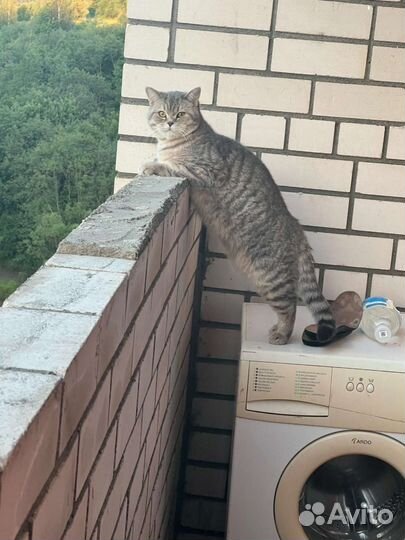 Кот вязка