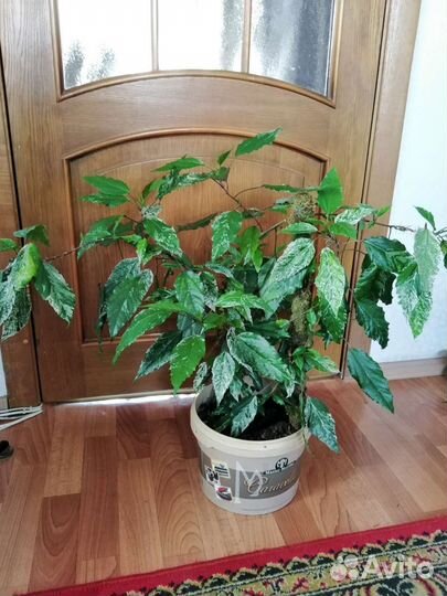 Роза с окаймленными листьями