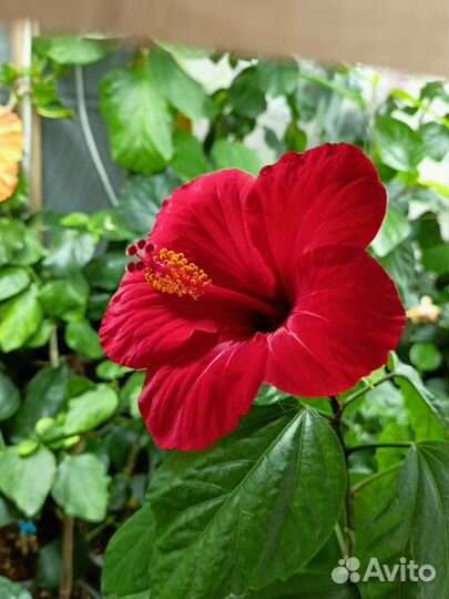 Сортовые гибискусы