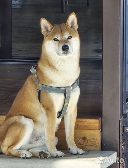 Вязка сиба ину