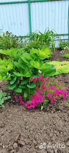 Почвопокровные растения