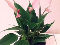 Комнатные цветы, растения: Антуриум Лили розовый