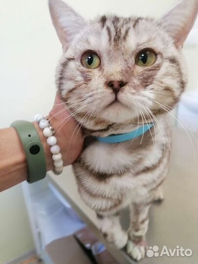 Кот шотландский в хорошие руки