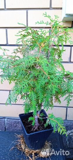 Ель голубая Кейбаб, туя Колумна