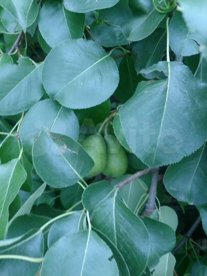 Участок 4,5 сот. (СНТ, ДНП)