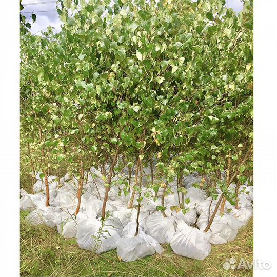 Береза саженцы с доставкой