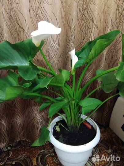 Цветы: гиппеаструм, фиалки, герань, декабрист ит.д