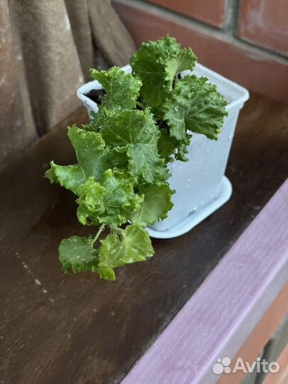 Плющи сортовые