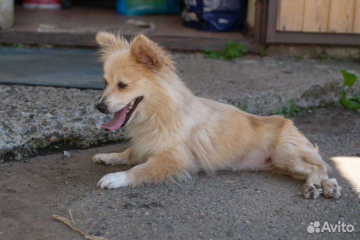 Собака. Зимка малышка. Ставрополь. в добрые руки