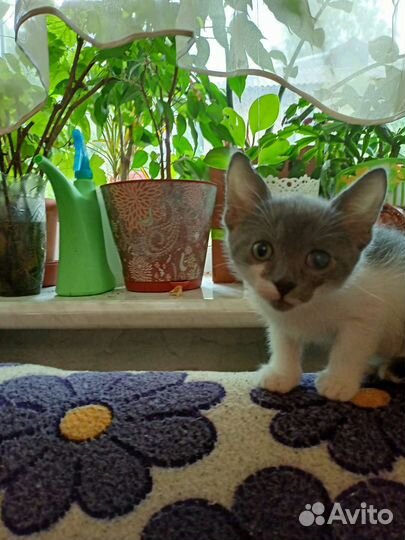 Кошка в дар бесплатно