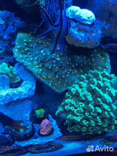 Коралл чалис