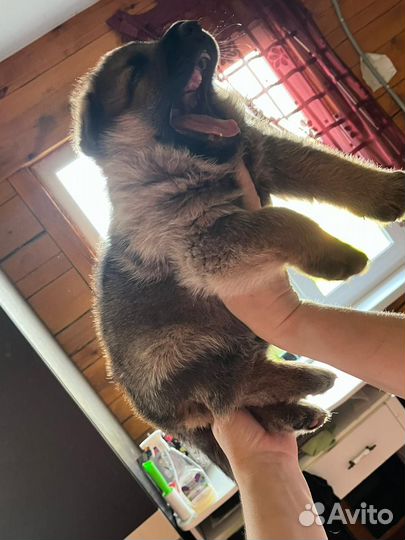 Домашние животные