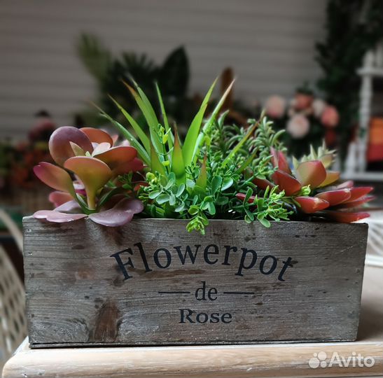 Флорариум суккуленты