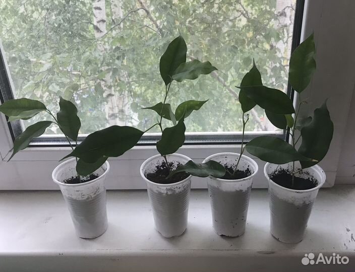 Фикус Бенджамина