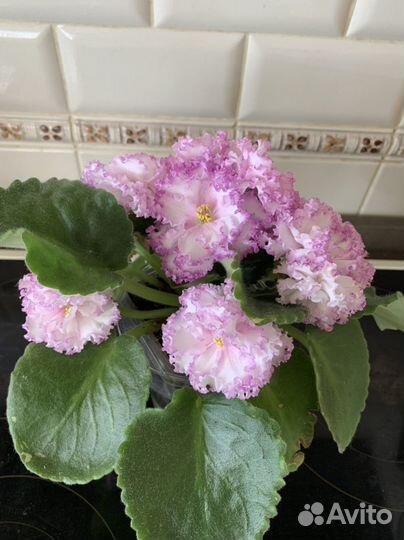 Сортовая фиалка Фея Дадоян