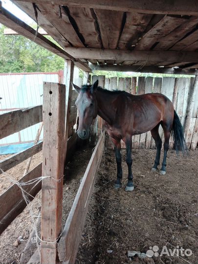 Кобыла 4 года в седло обучена в седло