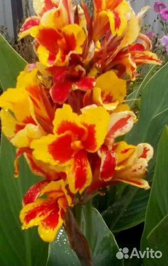 Цветы Канны улица/дом