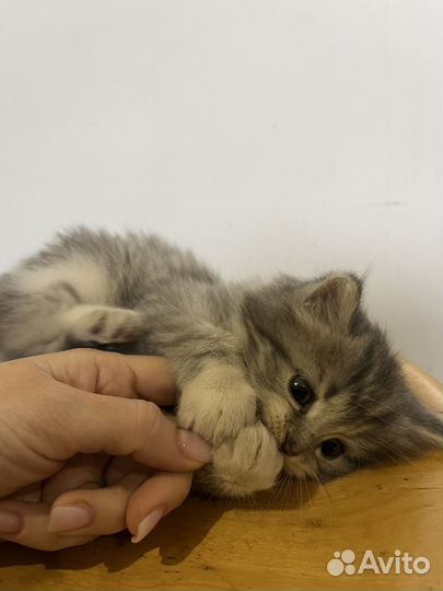 Отдам котенка в добрые руки