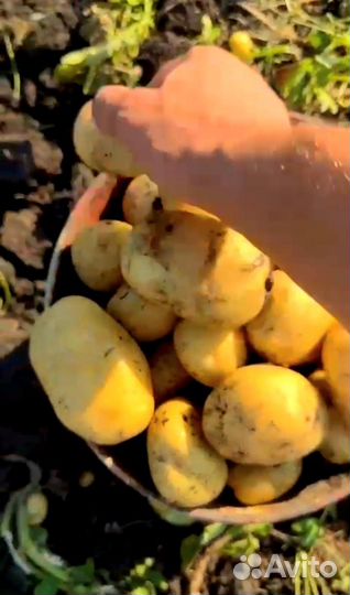 Продам картофель