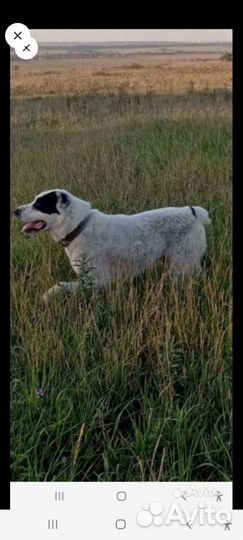 Отдам бесплатно