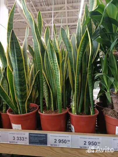 Сансевиерия лауренти