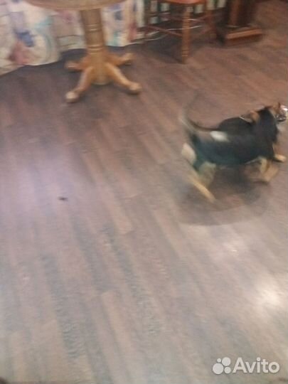 Собаки бесплатно в добрые руки щенки таксы