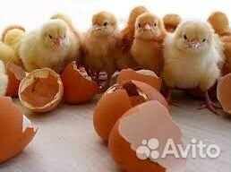 Инкубационное яйцо