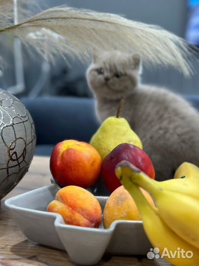 Британская