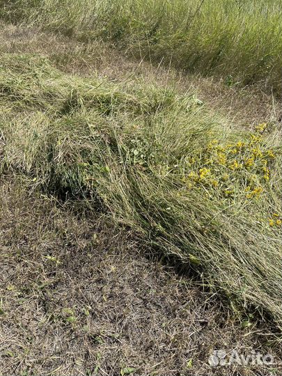 Сено Разнотравие с поля