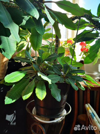 Растение для офиса молочай