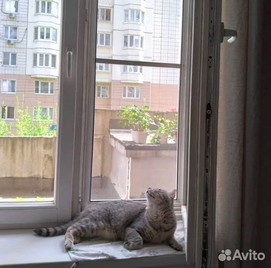 Москитная сетка Антикошка