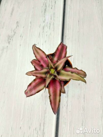 Крассула, криптантус