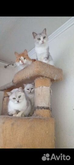 Кошечки и коты в добрые руки