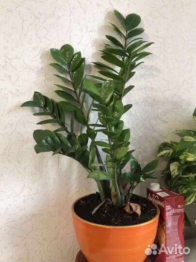 Замиокулькас