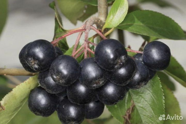 Черноплодная рябина саженцы