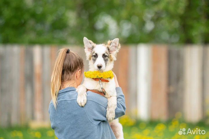 В дар щенок