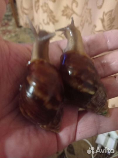 Улитки охатины