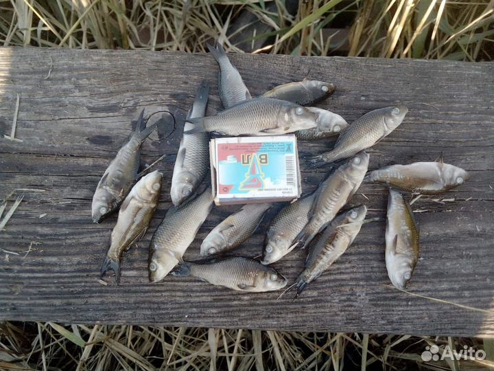 Живая рыба карп для пруда